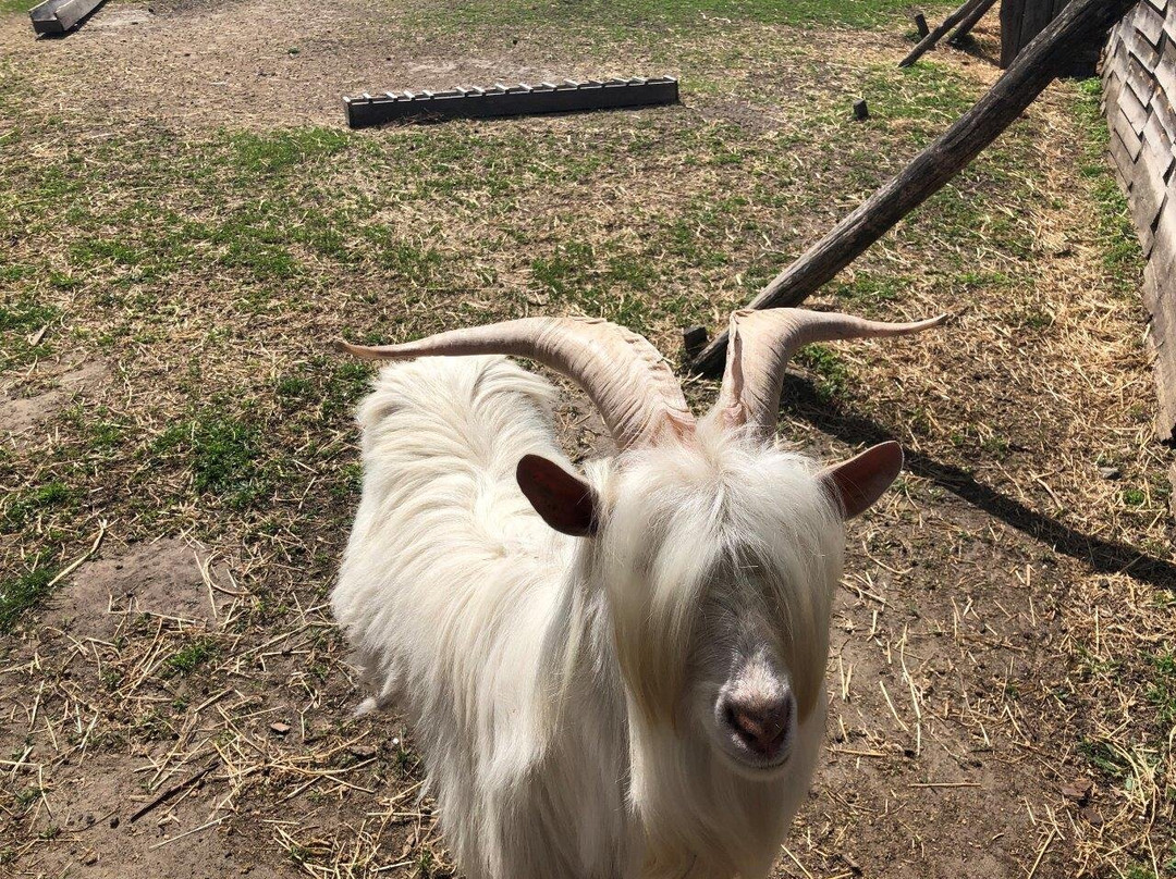 Sinyavska Ostrich Farm