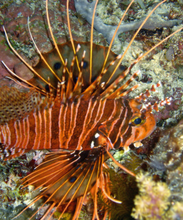 图巴塔哈礁层自然公园景点门票图片