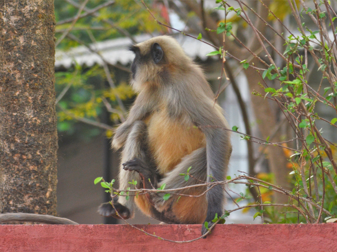 Koyna Wildlife Sanctuary景点图片
