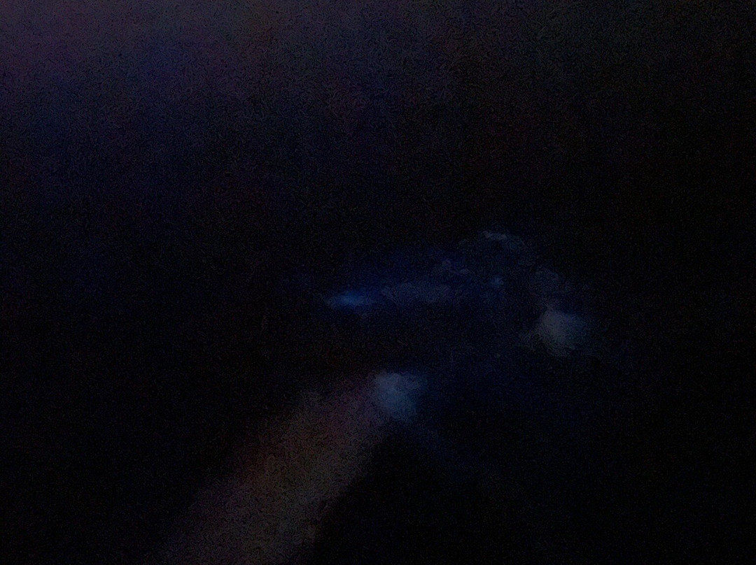 Eddy’s Bioluminescent Reserve景点图片