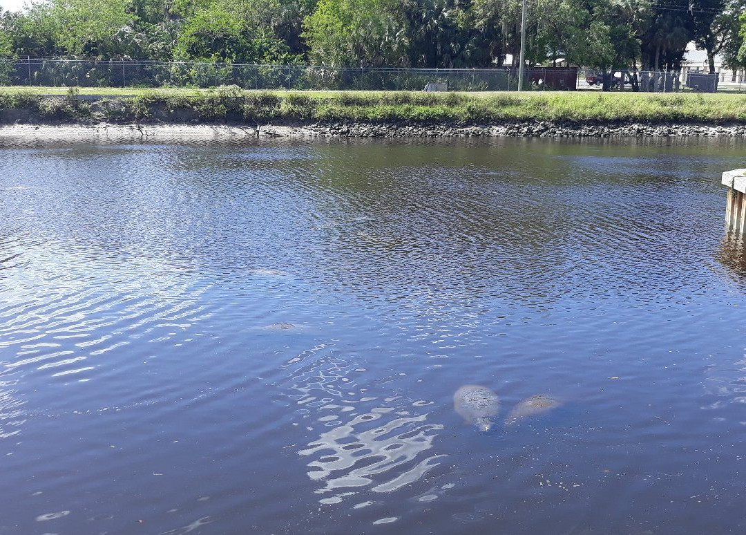 Manatee World-迈尔斯堡必去景点