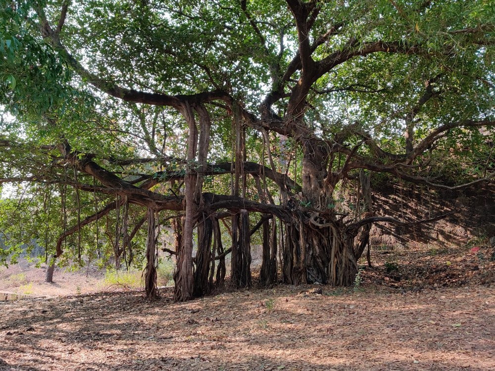 Vijaydurg Fort景点图片