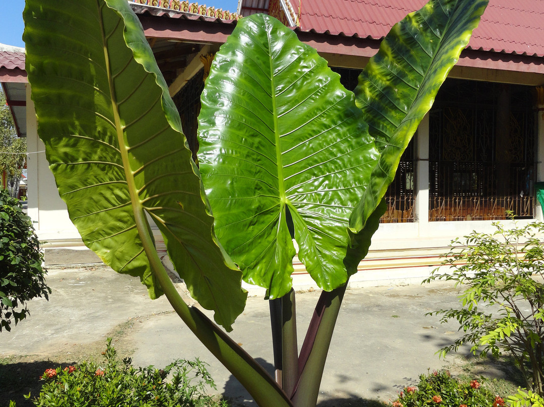Wat Samran景点图片
