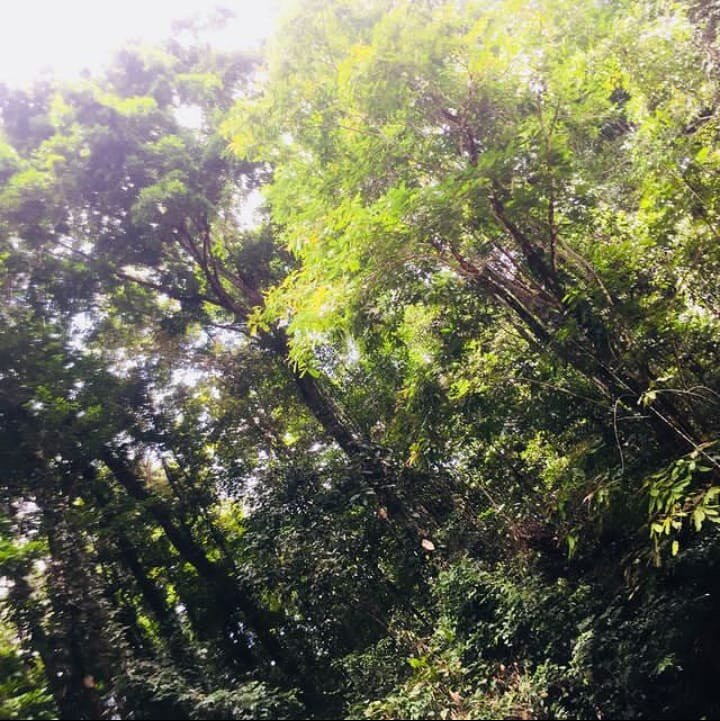 巴加纳拉岛度假村主图