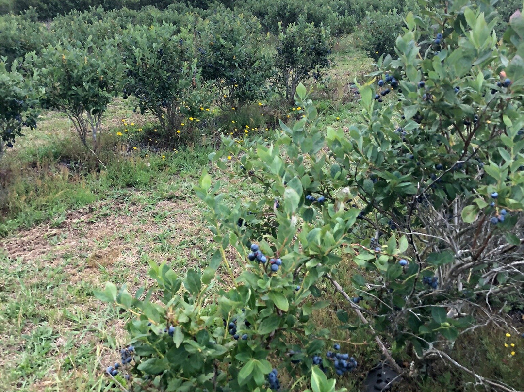 Blueberry Country Ltd.-Ngatea必去景点