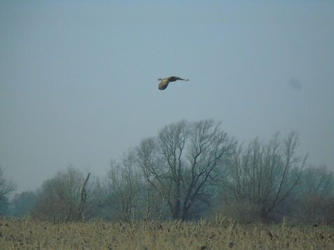 Lakenheath Fen RSPB Reserve-Lakenheath必去景点