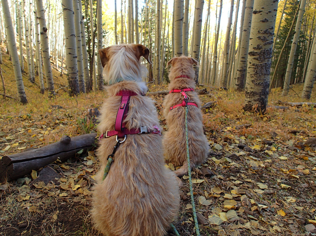 Lockett Meadow-弗拉格斯塔夫必去景点