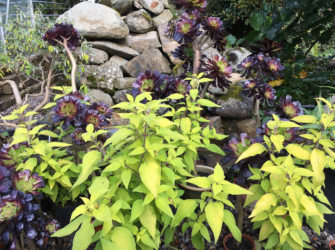 Dyffryn Fernant Gardens-Fishguard必去景点