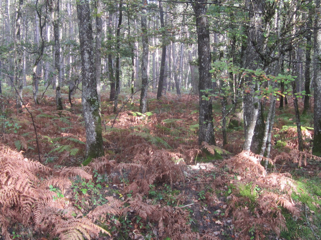 Forêt de Chinon景点图片