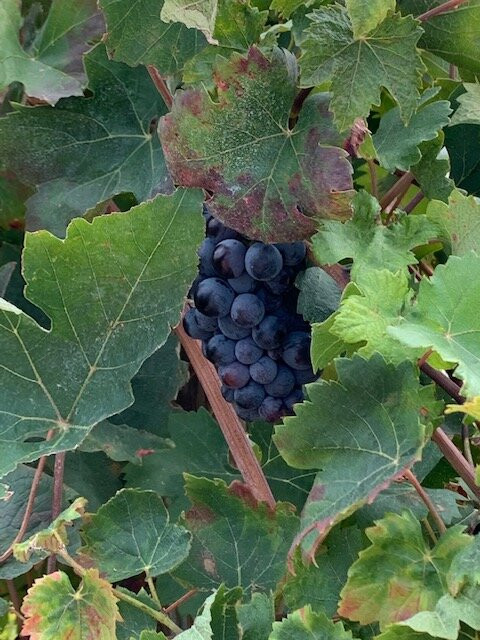 Domaine Skouras Winery-Argos必去景点