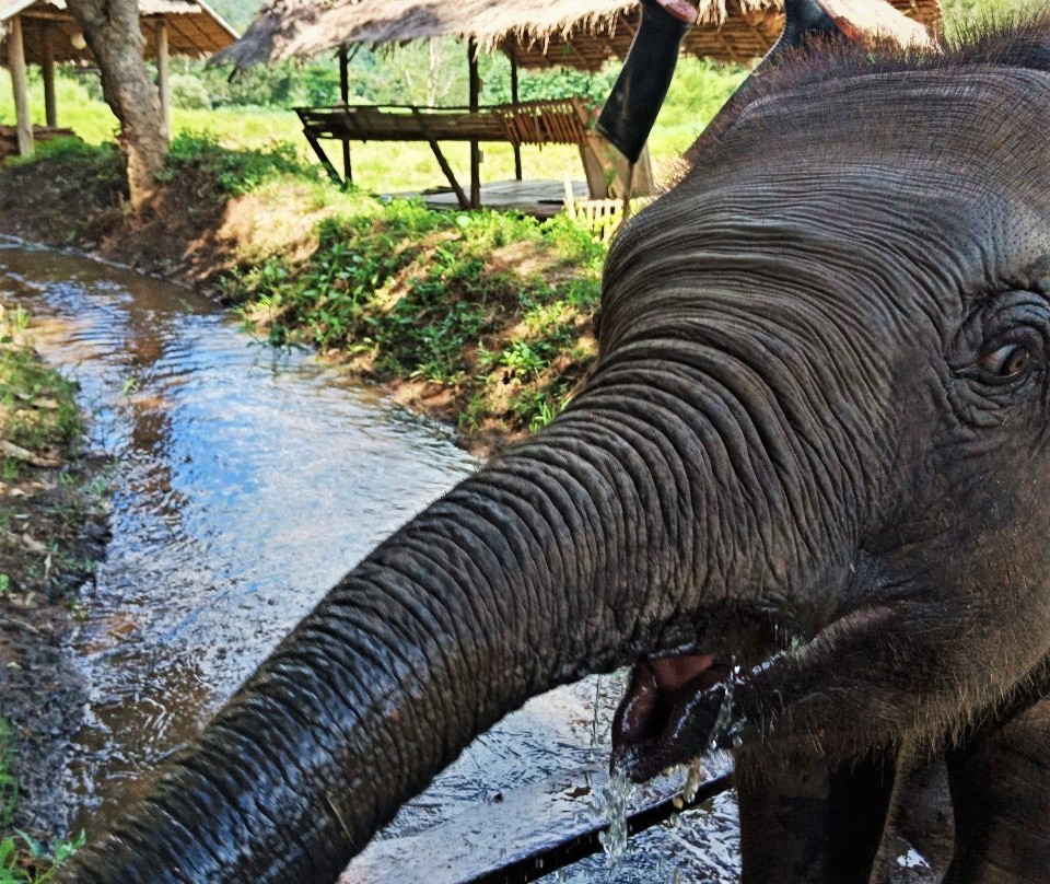 Chiangmai Elephant Home-清迈必去景点