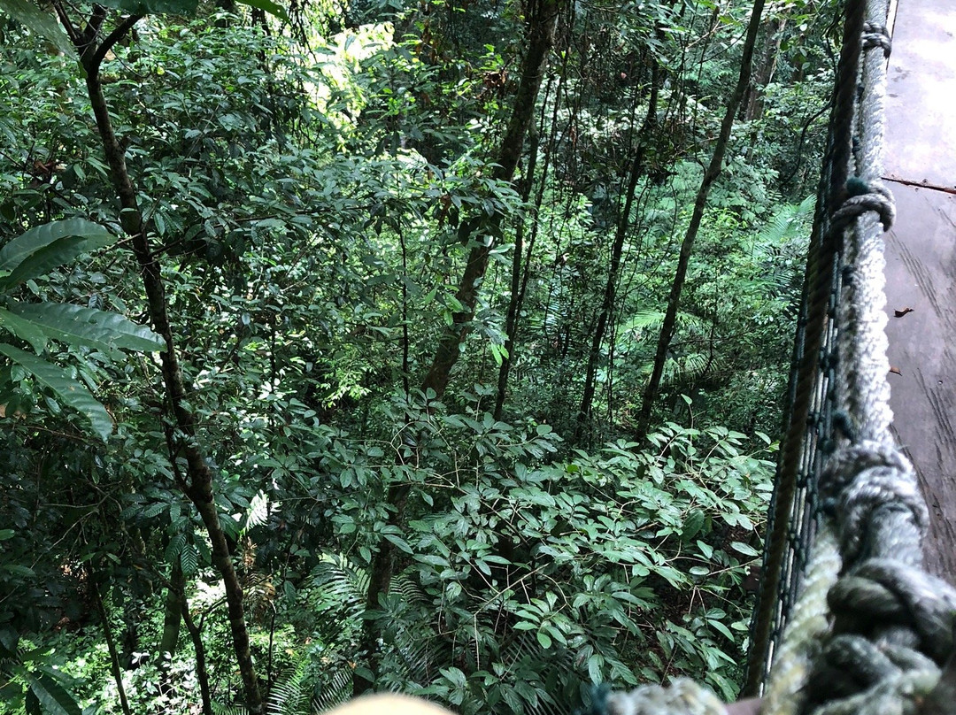 Taman Negara Canopy Walkway景点图片