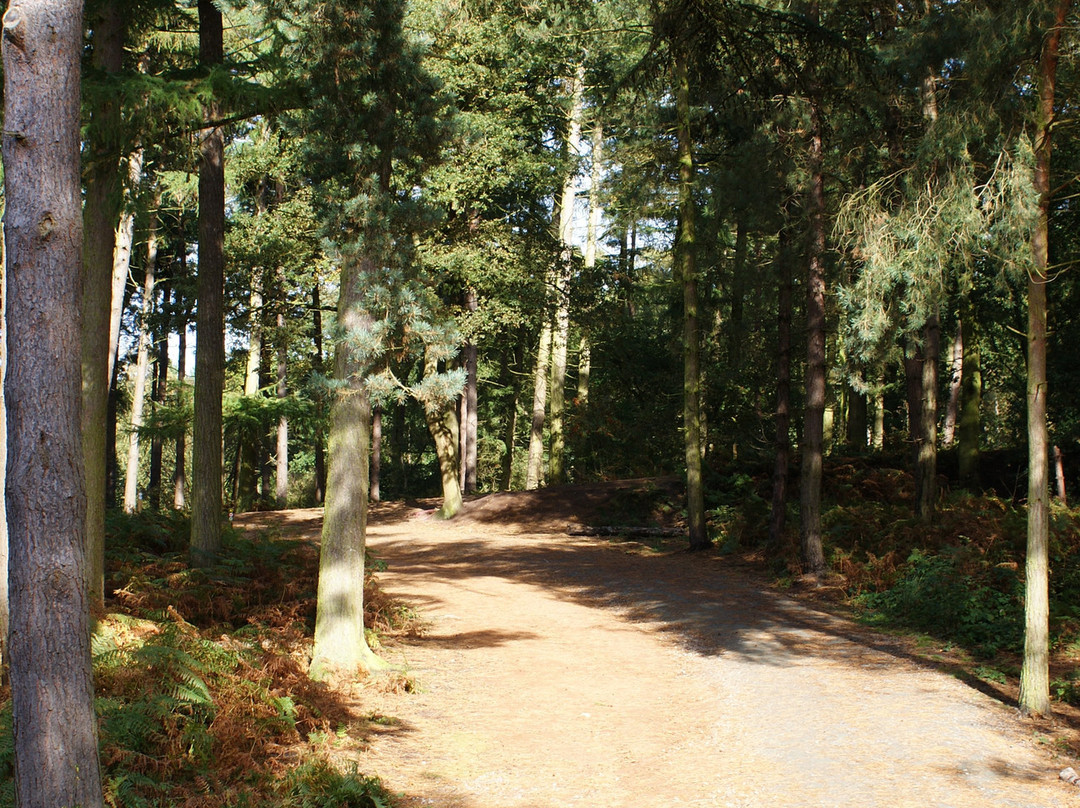 Delamere Forest Park景点图片