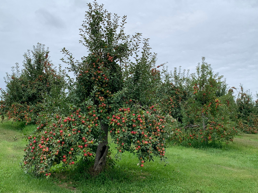 Pine Tree Apple Orchard-Dellwood必去景点