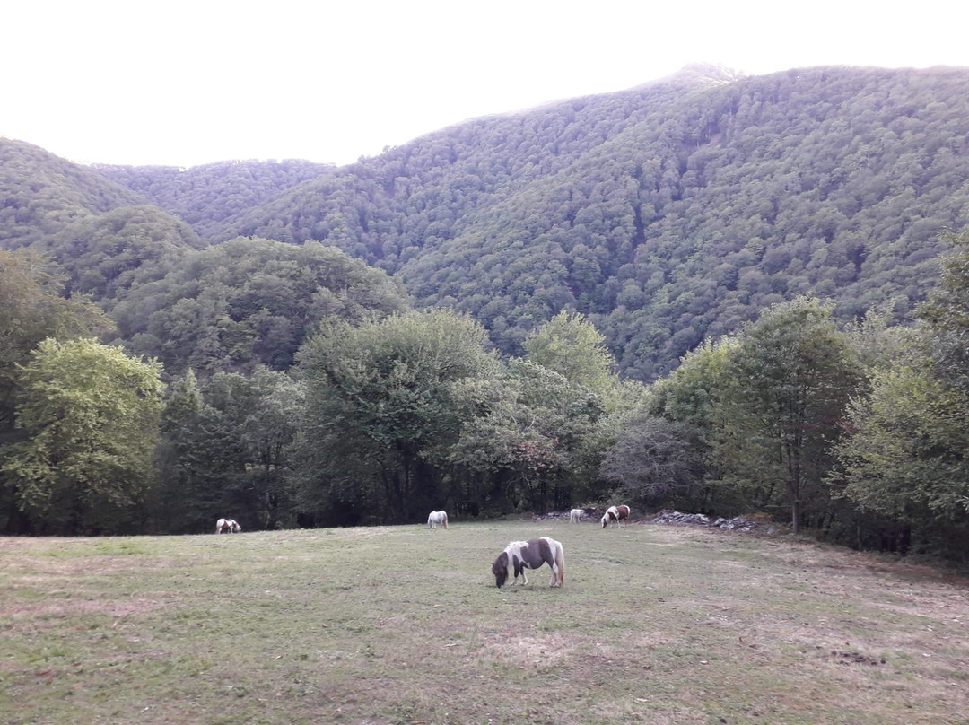 Bagoleko borda