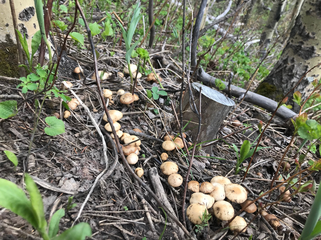 Table Mountain Trail-Beaver Mines必去景点