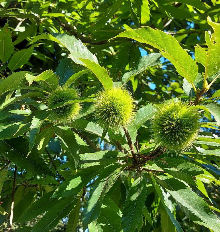 Villa Vertua Masolo-诺瓦米拉内塞必去景点