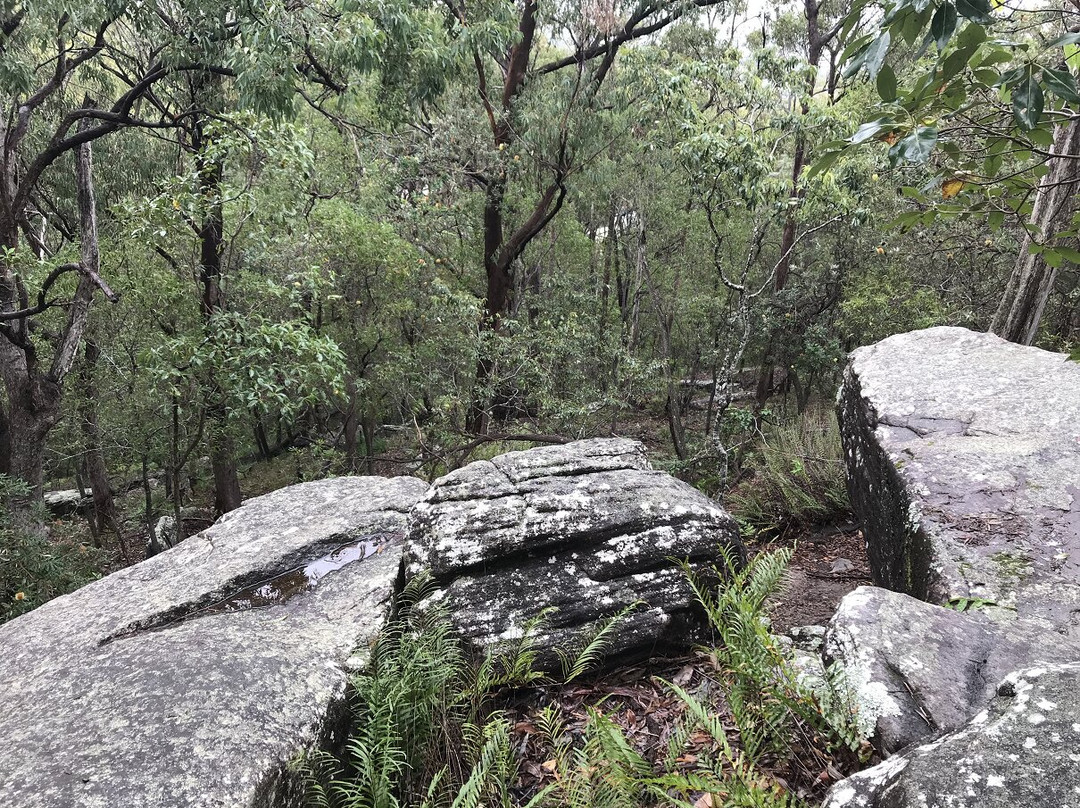 Karawatha Forest Discovery Centre景点图片