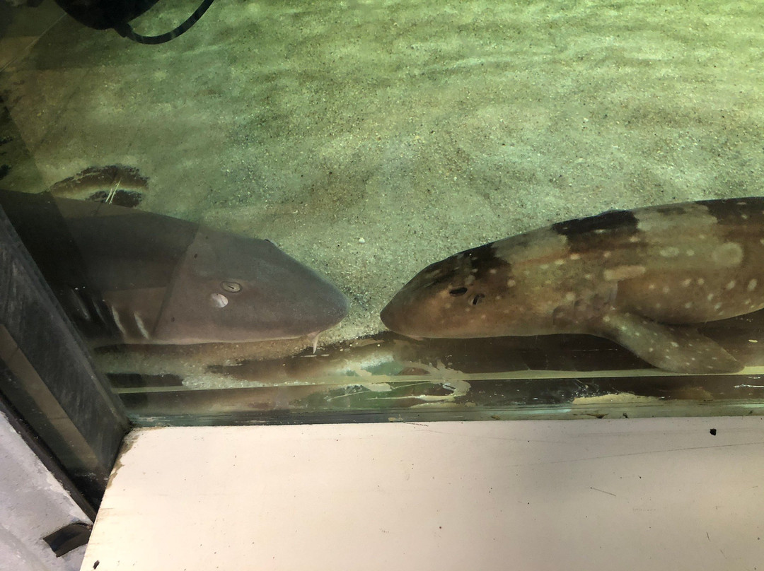 Seaport Aquarium景点图片