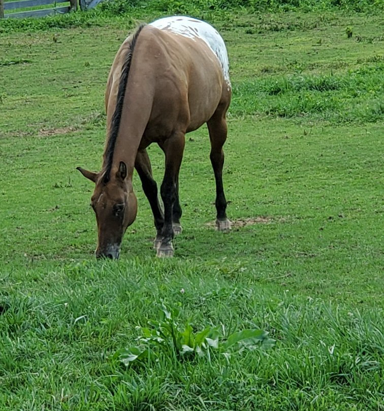 Fox's High Rock Farm-洛根必去景点