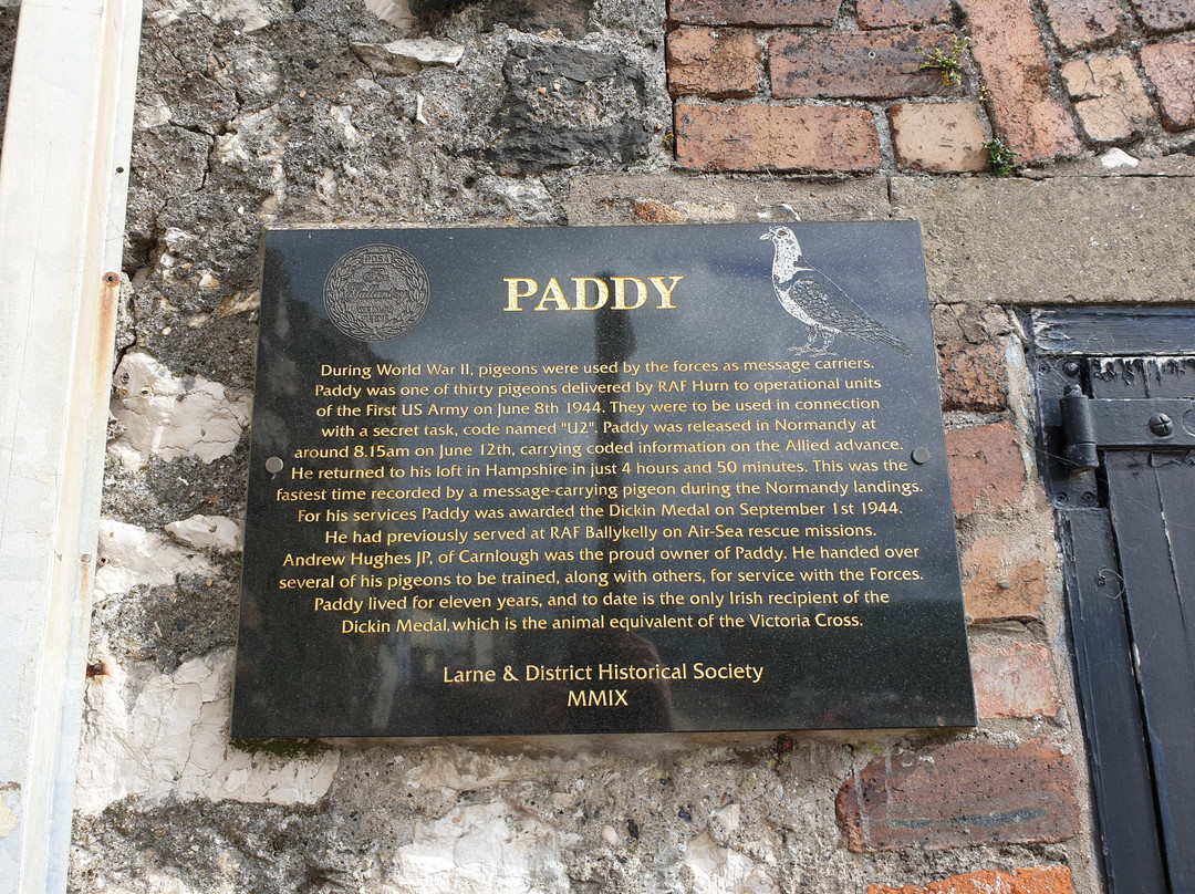Paddy the Pigeon景点图片