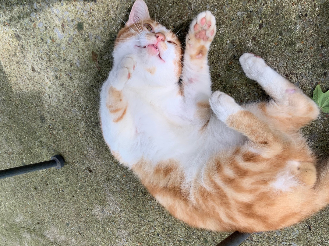 Maple Hill Manor Bed & Breakfast主图