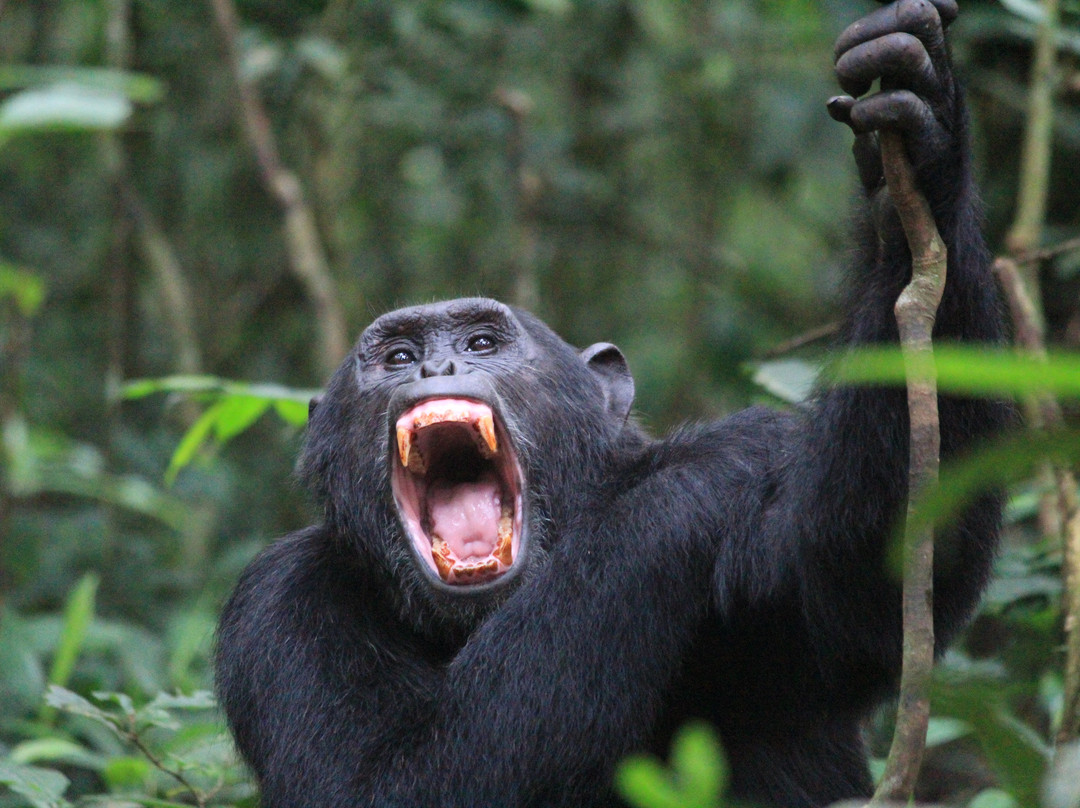 Wild Expeditions Uganda-恩德培必去景点