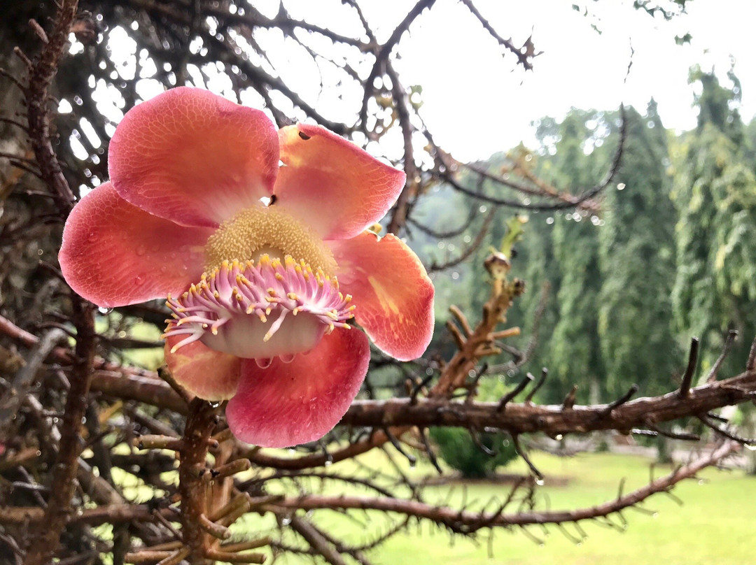 槟城植物园景点图片