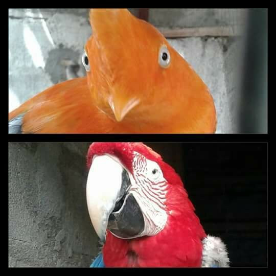 Zoologico el Gallito de las Rocas-拉梅尔塞必去景点