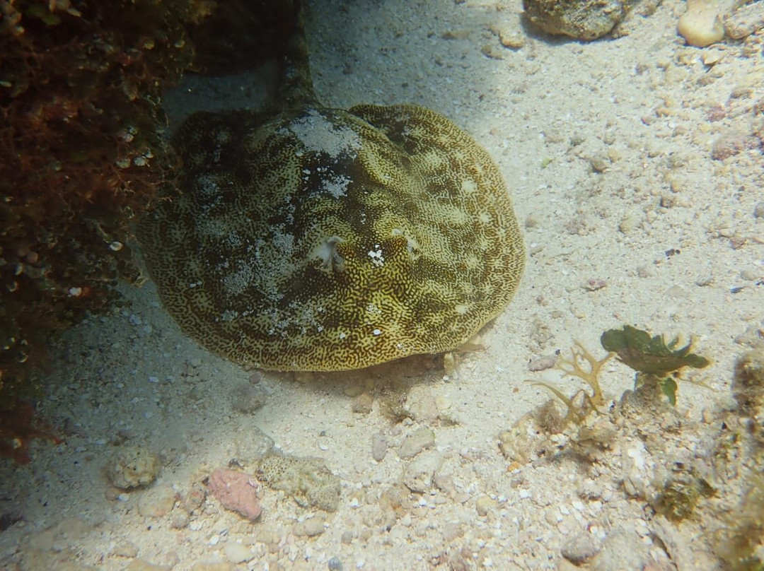 Blue Reef Divers-考祖梅必去景点