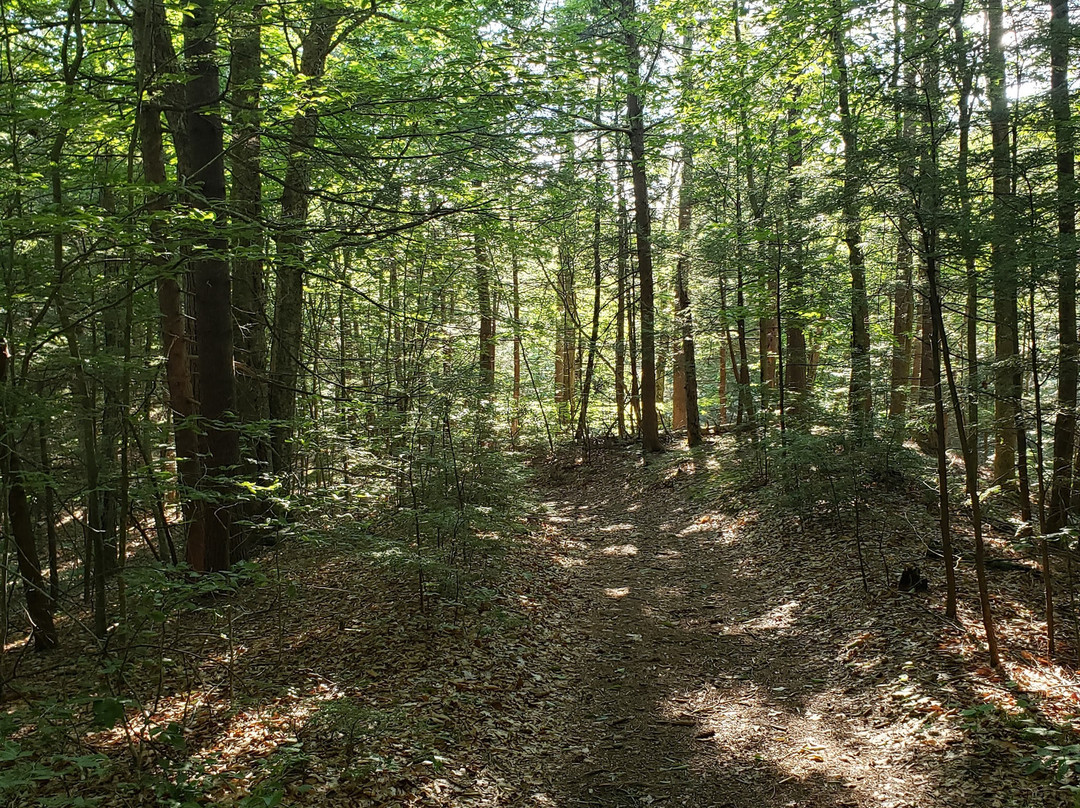 Granville State Forest景点图片