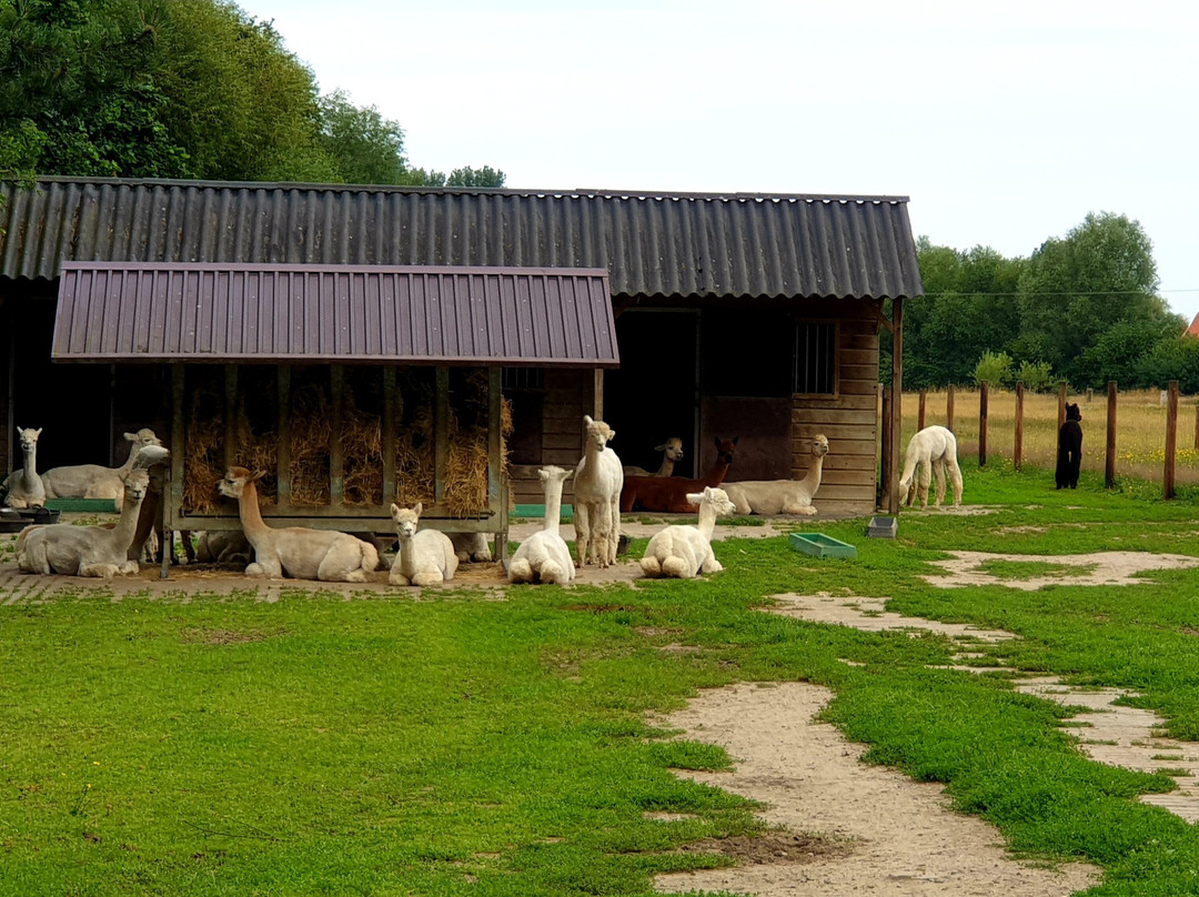 Abolengo de Alpaca景点图片