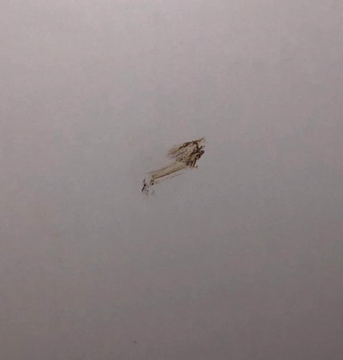 Il Caimano Bed & Breakfast主图