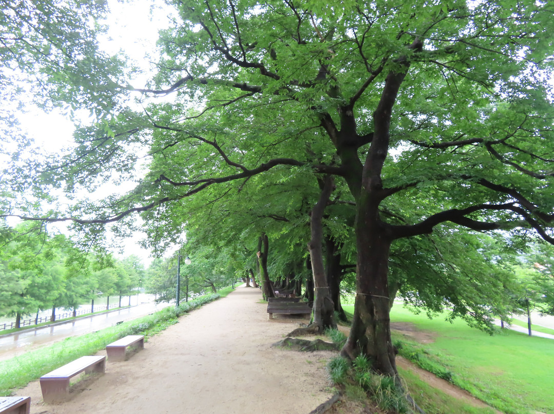 Gwanbangjerim Forest-潭阳郡必去景点