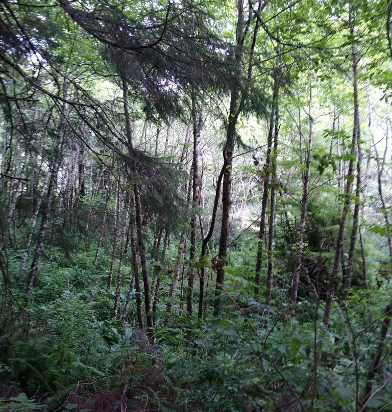 Crestline Park Woodland Trail-Waldport必去景点
