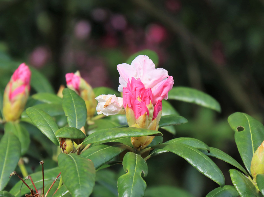 Belmonte Arboretum Wageningen景点图片