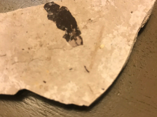 Florissant Fossil Quarry-Florissant必去景点