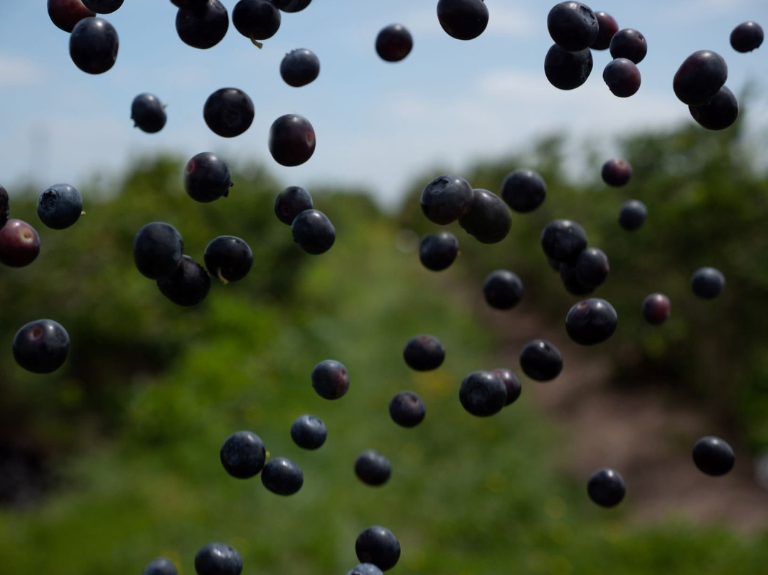 Blueberry Country Ltd.景点图片