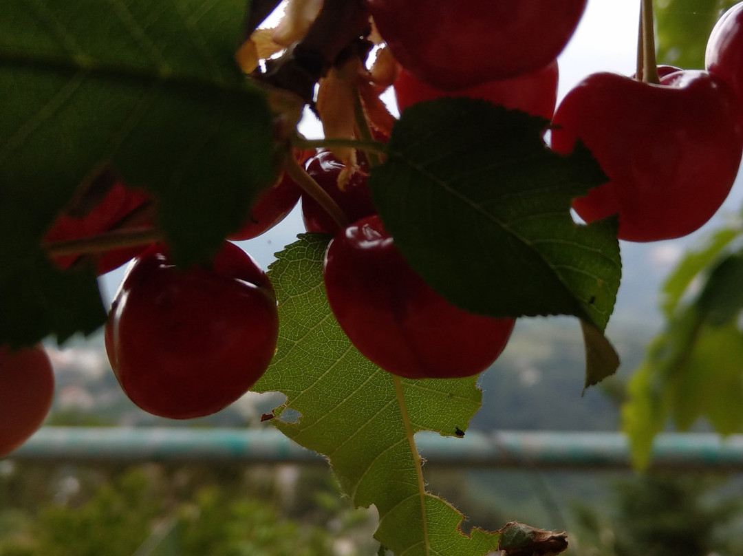 Cherry Blossom Boutique Hotel主图