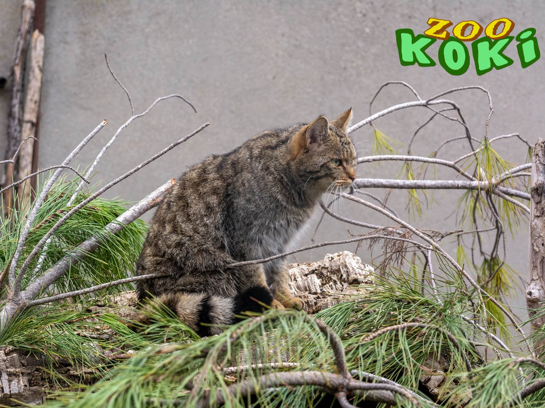 Zoo Koki Parque Zoologico y Botanico景点图片