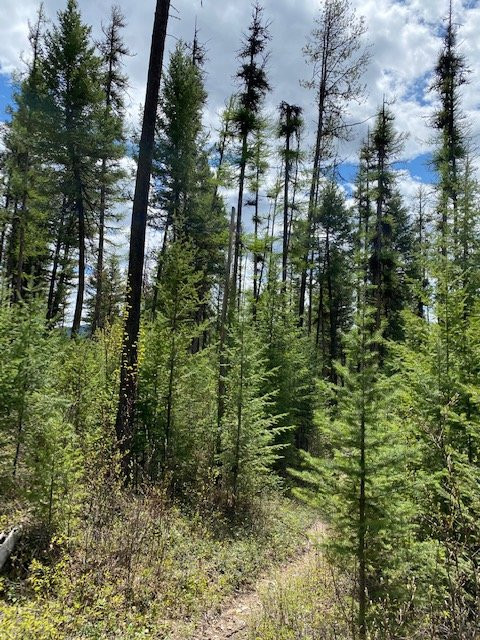 Kootenai National Forest-Libby必去景点
