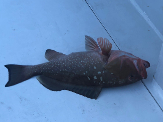 MacAttack Charters-迈尔斯堡海滩必去景点