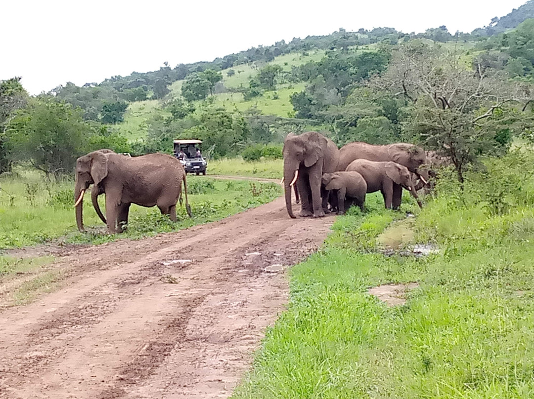 Devine African Safaris-吉佳利必去景点