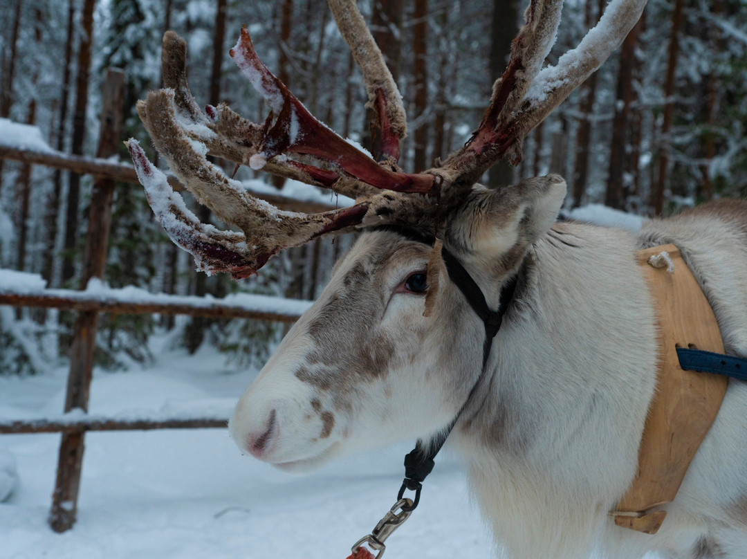 Taxari Travel - Sea-Lapland Travel Agency景点图片