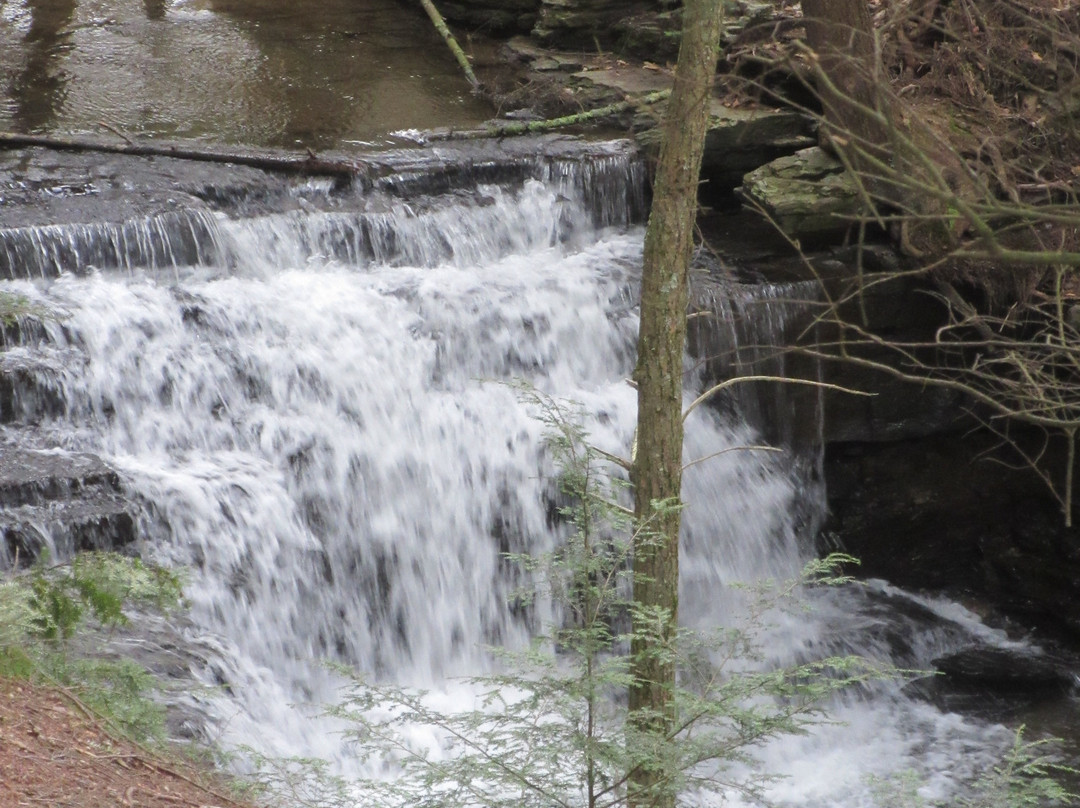 Salt Springs State Park景点图片