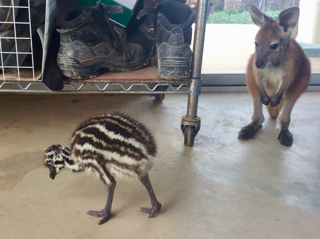 Elbenjo animal sanctuary-Northampton必去景点