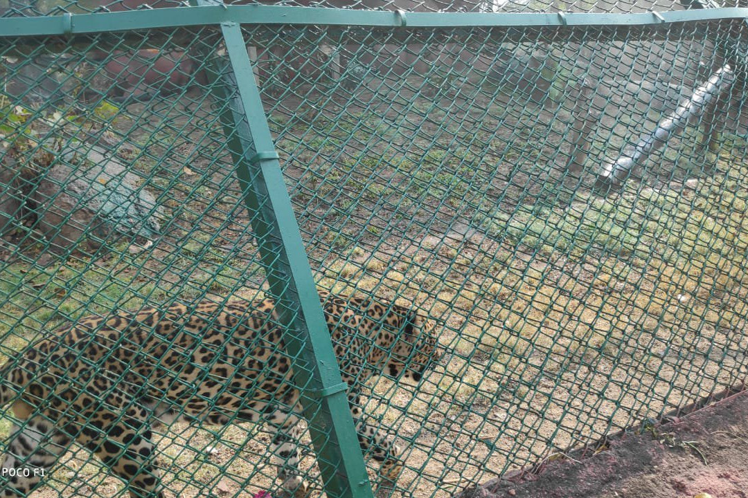 Nehru Zoological Park景点图片