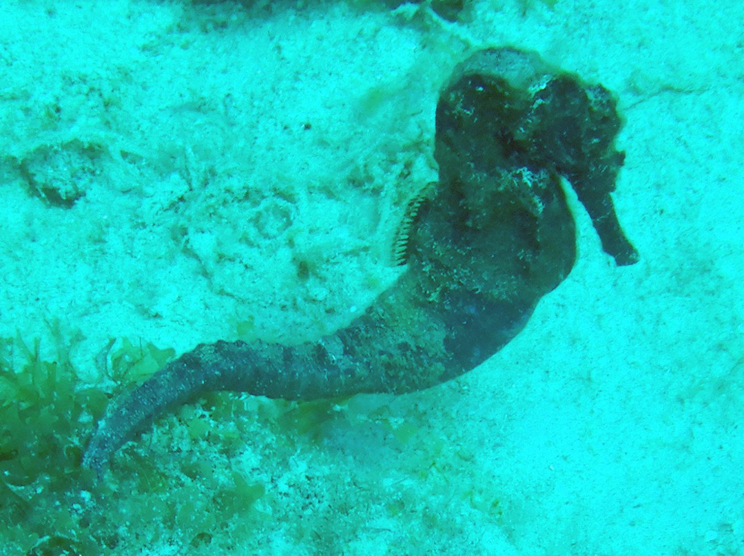 G Fish Watersports-布里奇顿必去景点