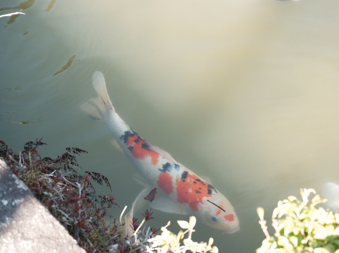 Omido Kannonji Temple-京田辺市必去景点