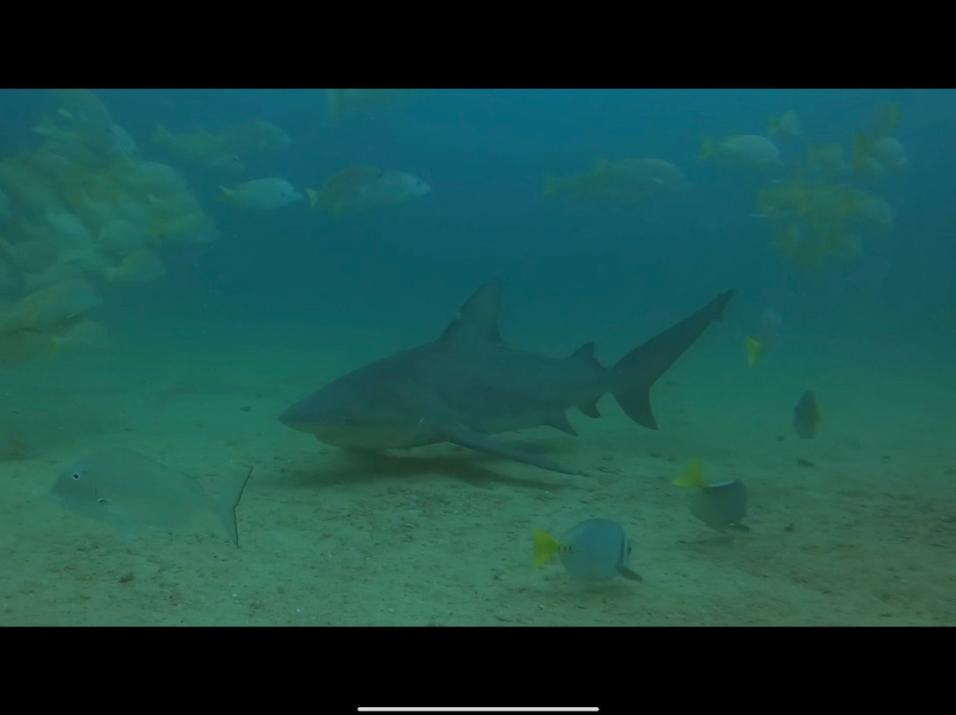 Cabo Pulmo Diving Station景点图片